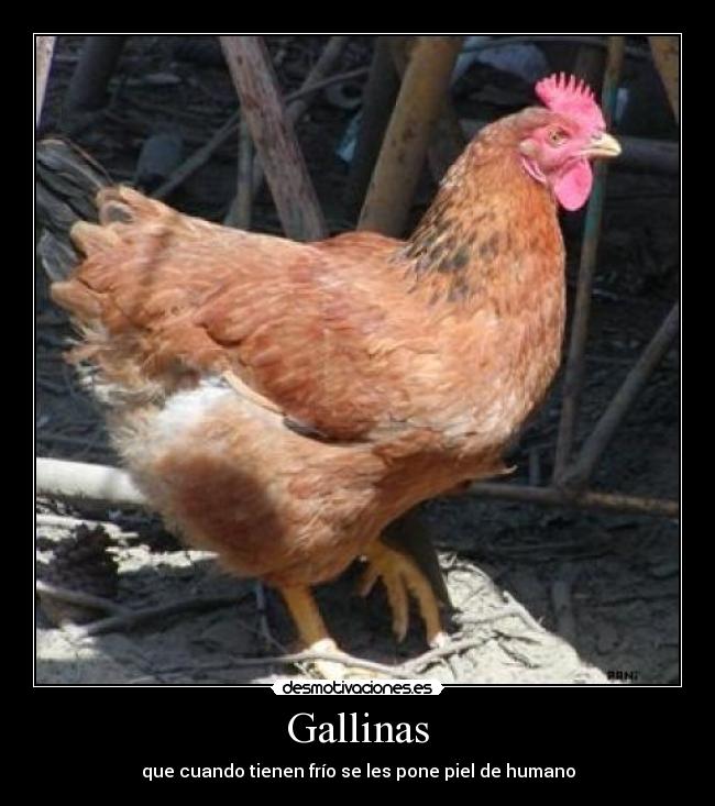 Gallinas - que cuando tienen frío se les pone piel de humano