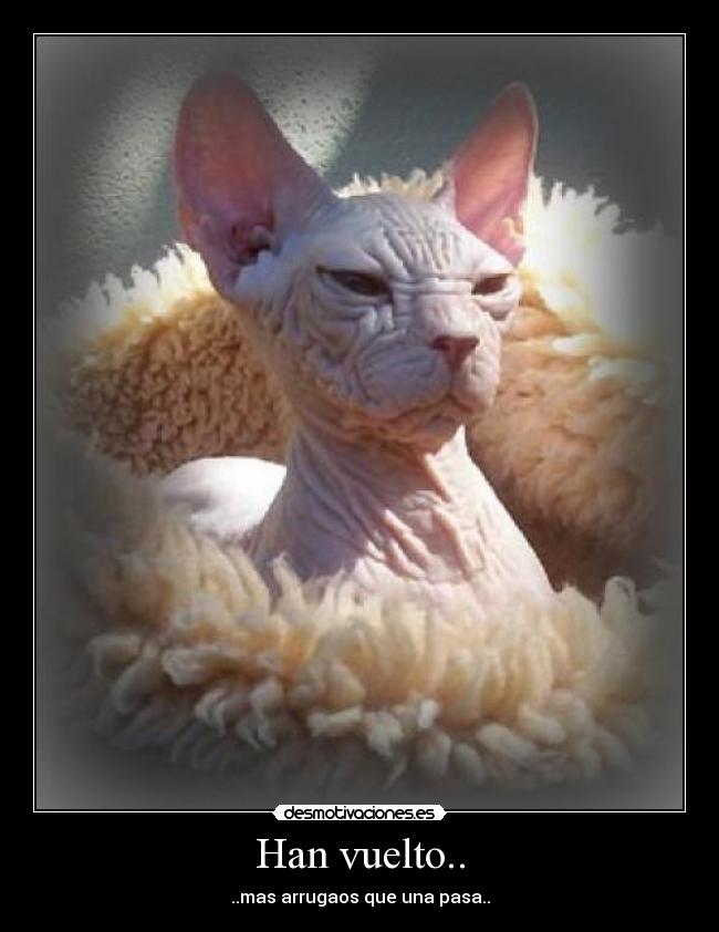 Han vuelto.. - ..mas arrugaos que una pasa..
