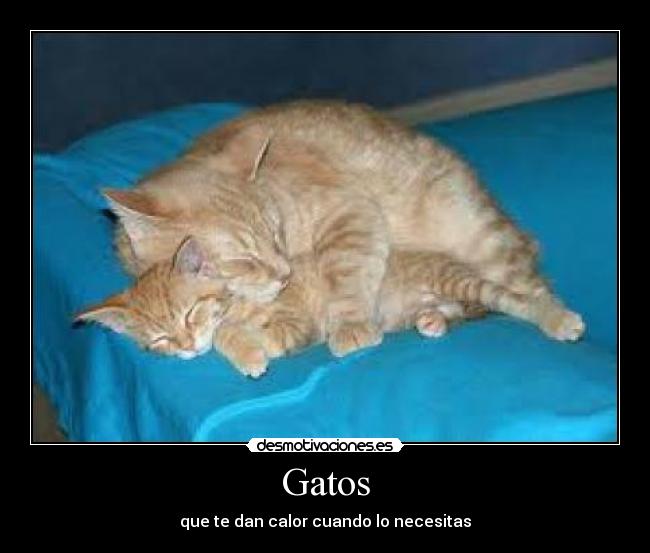 Gatos - 