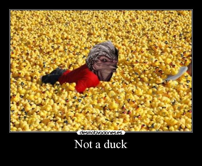 Not a duck -