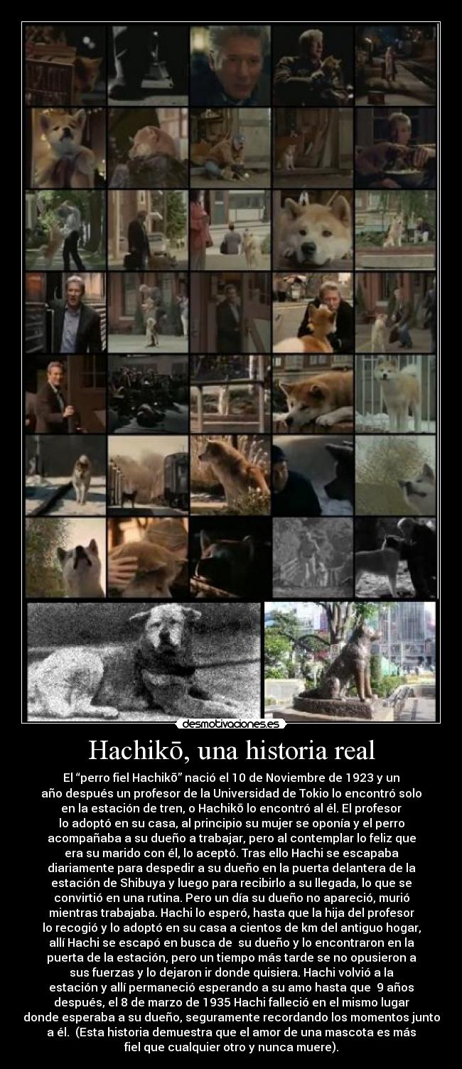 Hachikō, una historia real - El “perro fiel Hachikō” nació el 10 de Noviembre de 1923 y un
año después un profesor de la Universidad de Tokio lo encontró solo
en la estación de tren, o Hachikō lo encontró al él. El profesor
lo adoptó en su casa, al principio su mujer se oponía y el perro
acompañaba a su dueño a trabajar, pero al contemplar lo feliz que
era su marido con él, lo aceptó. Tras ello Hachi se escapaba
diariamente para despedir a su dueño en la puerta delantera de la
estación de Shibuya y luego para recibirlo a su llegada, lo que se
convirtió en una rutina. Pero un día su dueño no apareció, murió
mientras trabajaba. Hachi lo esperó, hasta que la hija del profesor
lo recogió y lo adoptó en su casa a cientos de km del antiguo hogar,
allí Hachi se escapó en busca de  su dueño y lo encontraron en la
puerta de la estación, pero un tiempo más tarde se no opusieron a
sus fuerzas y lo dejaron ir donde quisiera. Hachi volvió a la
estación y allí permaneció esperando a su amo hasta que  9 años
después, el 8 de marzo de 1935 Hachi falleció en el mismo lugar
donde esperaba a su dueño, seguramente recordando los momentos junto
a él.  (Esta historia demuestra que el amor de una mascota es más
fiel que cualquier otro y nunca muere).