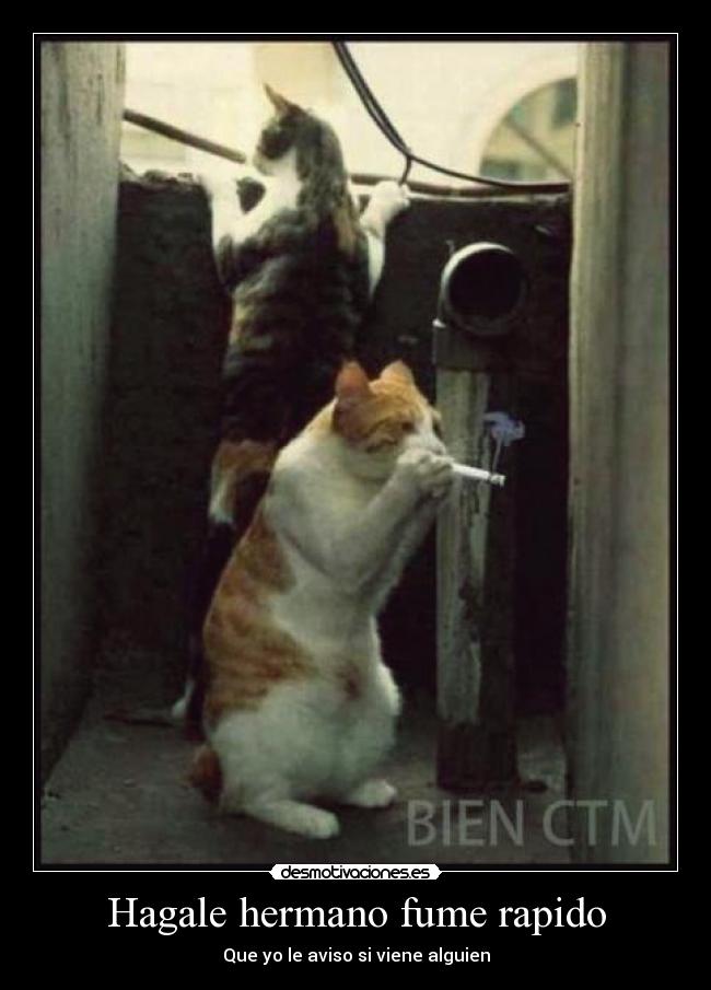 Hagale hermano fume rapido - 