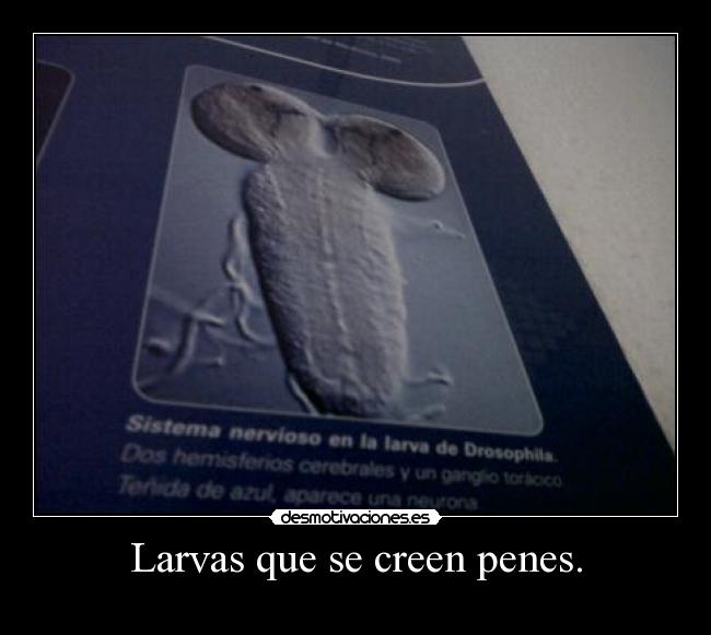 Larvas que se creen penes. -