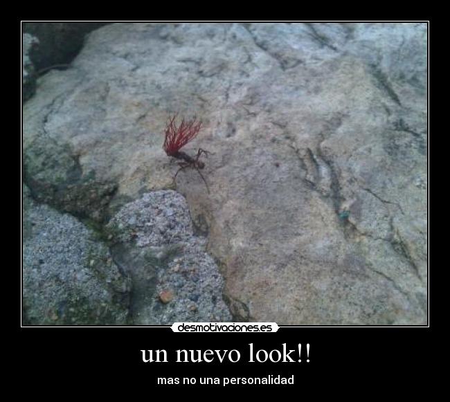 un nuevo look!! -