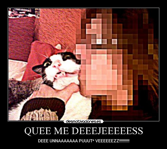 carteles gato desmotivaciones