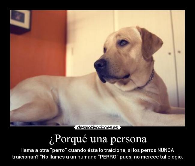 ¿Porqué una persona - llama a otra perro cuando ésta lo traiciona, si los perros NUNCA
traicionan? No llames a un humano PERRO pues, no merece tal elogio.