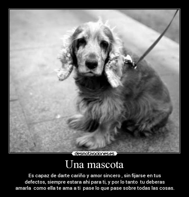 Una mascota - 