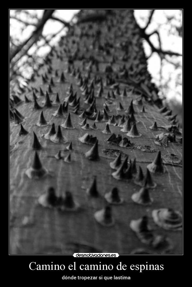 Camino el camino de espinas - 