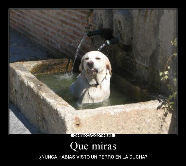 carteles perro ducha desmotivaciones