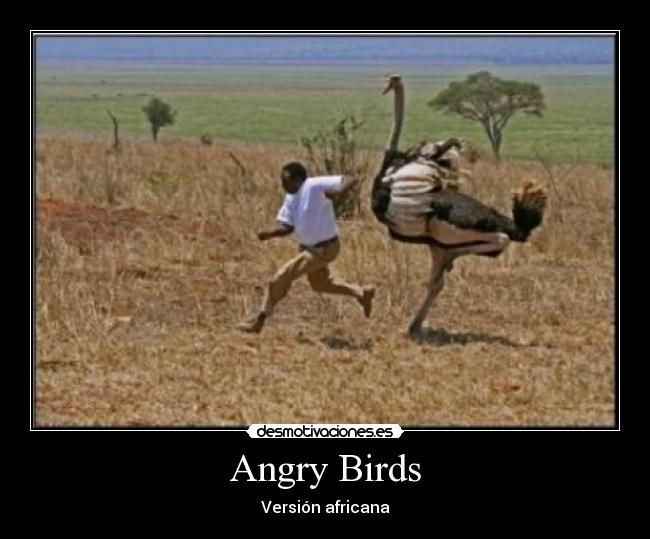 Angry Birds - Versión africana