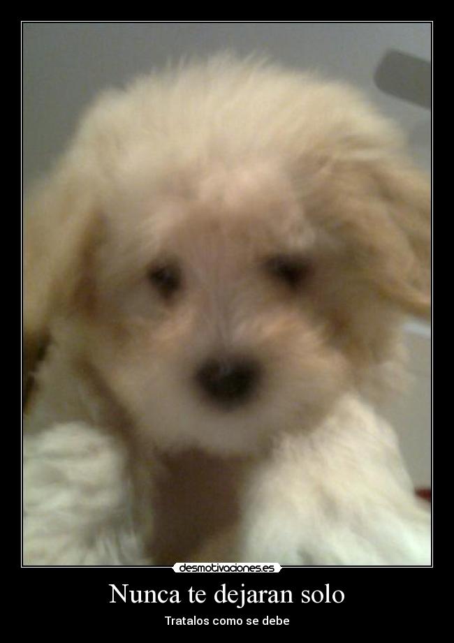 Nunca te dejaran solo - Tratalos como se debe