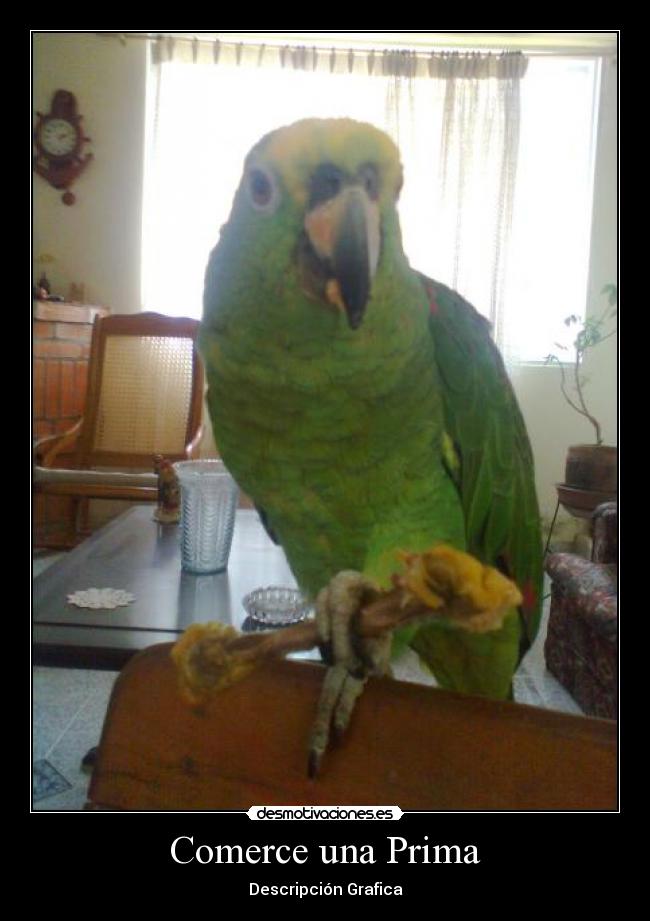 Comerce una Prima - Descripción Grafica