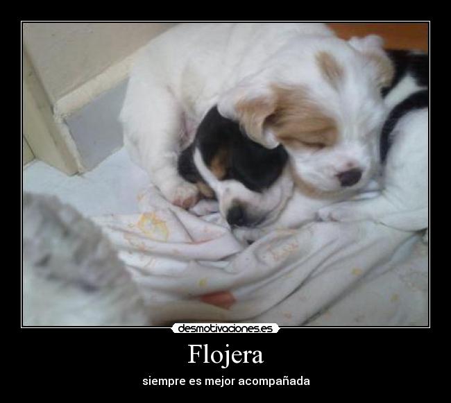 Flojera - siempre es mejor acompañada