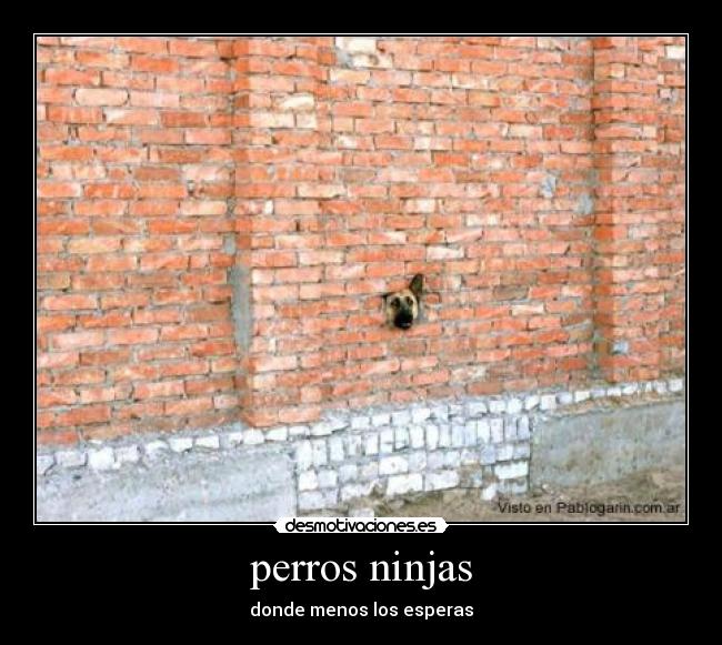 perros ninjas - donde menos los esperas