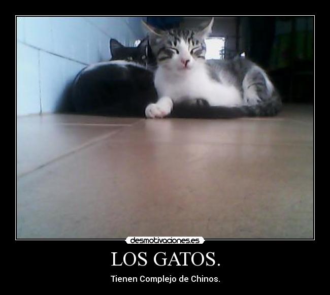 LOS GATOS. - Tienen Complejo de Chinos.