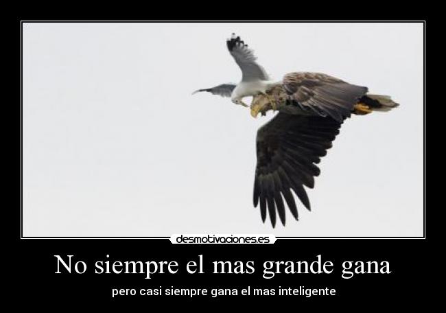 No siempre el mas grande gana - 
