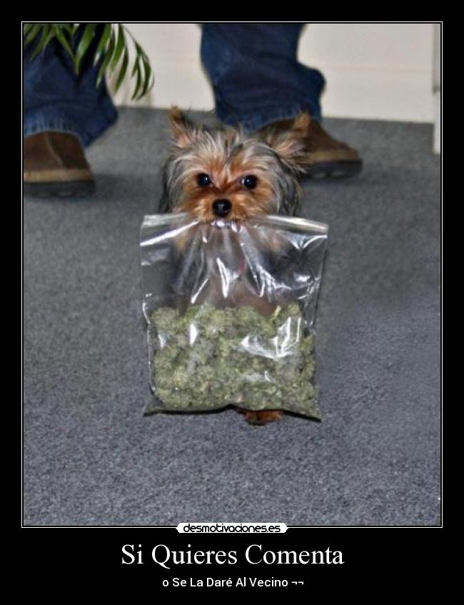 Si Quieres Comenta -