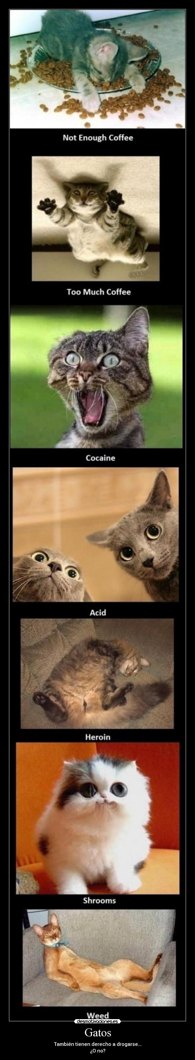 Gatos - También tienen derecho a drogarse...
¿O no?