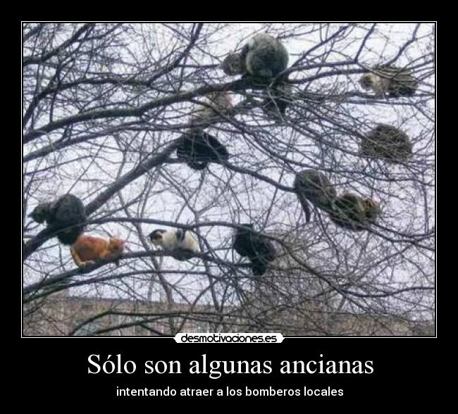 Sólo son algunas ancianas - 