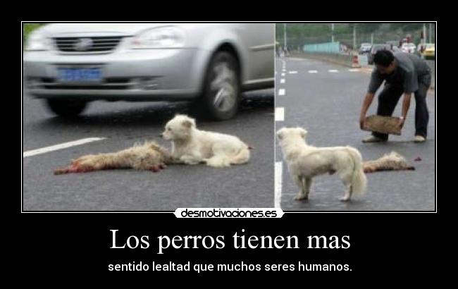 Los perros tienen mas - 