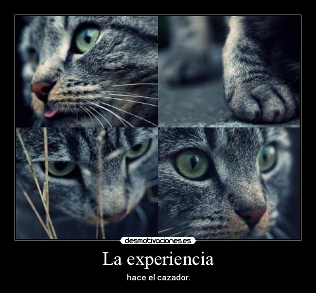 La experiencia - hace el cazador.