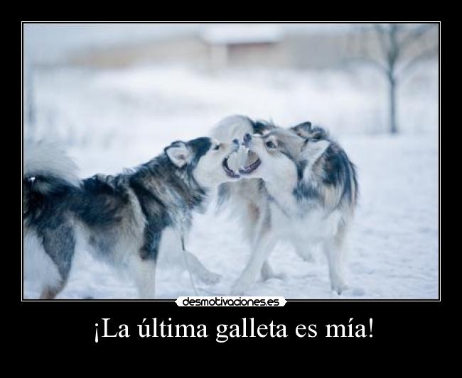 carteles robertico galletaaaaaas palitos pescado con natillas sangre barbacoa con pimienta desmotivaciones