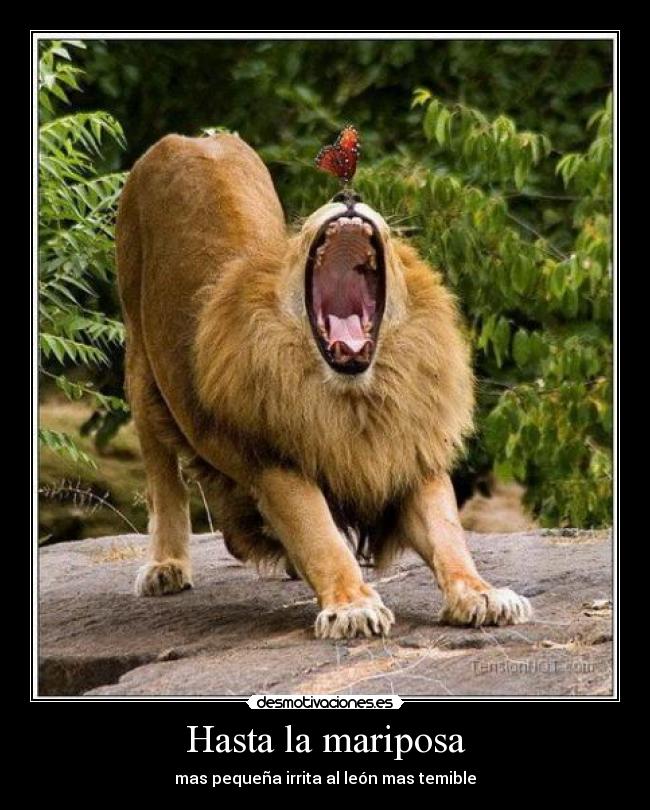 Hasta la mariposa - mas pequeña irrita al león mas temible