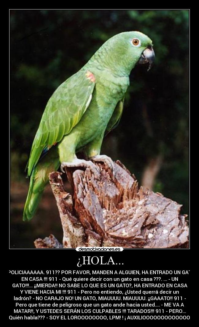 ¿HOLA... - . POLICIAAAAAA. 911?? POR FAVOR, MANDEN A ALGUIEN, HA ENTRADO UN GATO
EN CASA !!! 911 - Qué quiere decir con un gato en casa ???. ... - UN
GATO!!!... ¡¡MIERDA!! NO SABE LO QUE ES UN GATO?, HA ENTRADO EN CASA
Y VIENE HACIA MI !!! 911 - Pero no entiendo, ¿Usted querrá decir un
ladrón? - NO CARAJO NO! UN GATO, MIAUUUU. MIAUUUU. ¡¡GAAATO!! 911 -
Pero que tiene de peligroso que un gato ande hacia usted.... - ME VA A
MATAR!!, Y USTEDES SERÁN LOS CULPABLES !!! TARADOS!!! 911 - PERO...
Quién habla??? - SOY EL LOROOOOOOOO, LPM! ! ¡ AUXILIOOOOOOOOOOOOO!