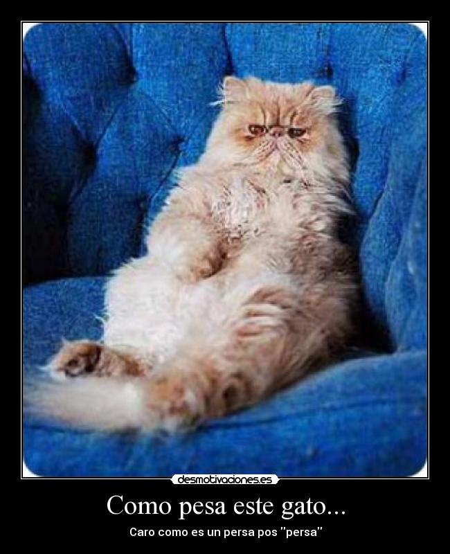 Como pesa este gato... - Caro como es un persa pos persa
