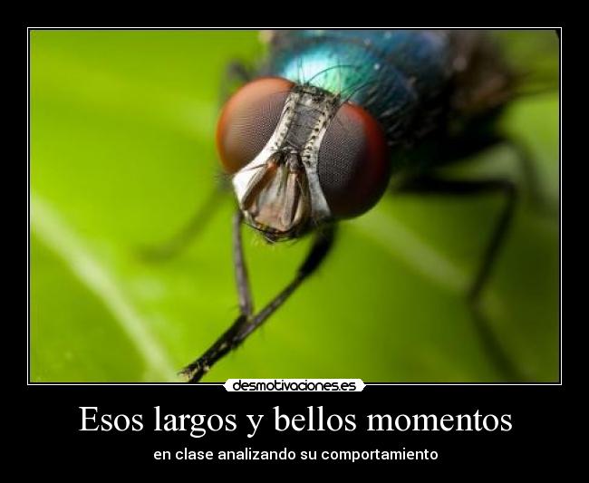 Esos largos y bellos momentos - 