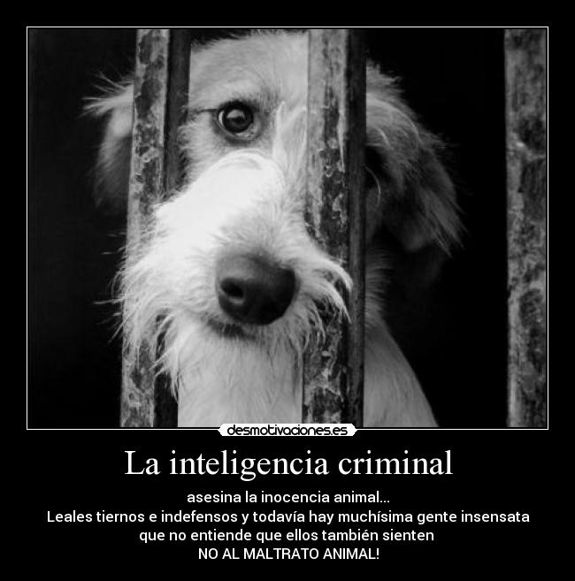 La inteligencia criminal -