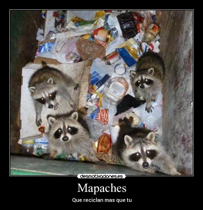 Mapaches -