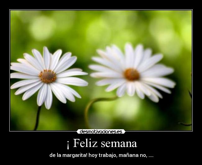 ¡ Feliz semana - de la margarita! hoy trabajo, mañana no, ....