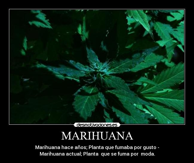 MARIHUANA -
