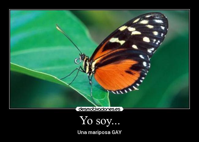 Yo soy... - Una mariposa GAY