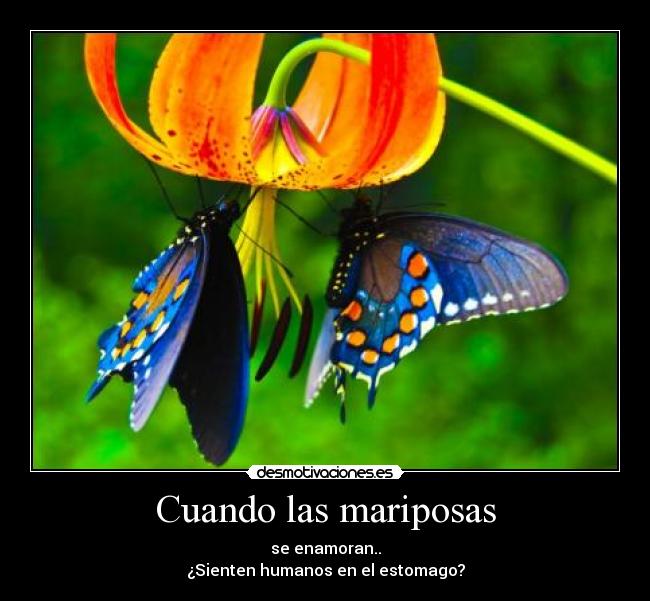 Cuando las mariposas - 