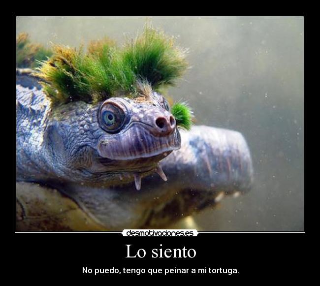 carteles siento puedo tengo que peinar tortuga desmotivaciones