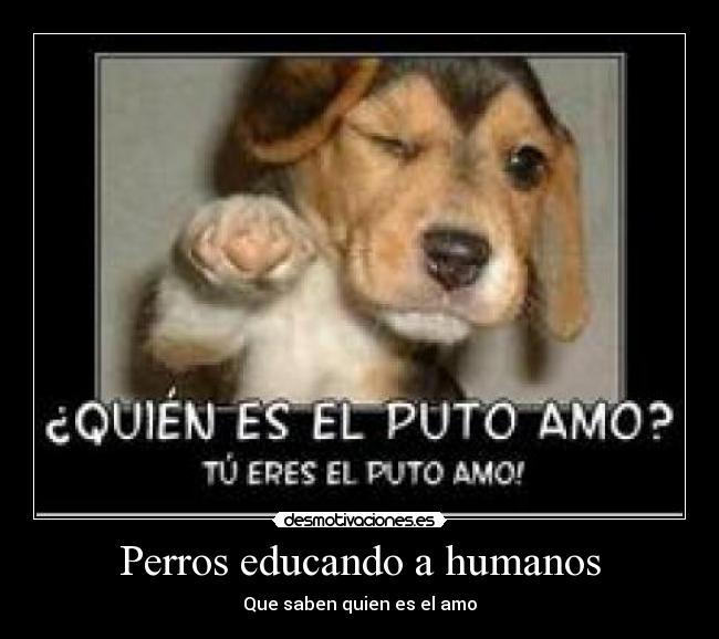 Perros educando a humanos - Que saben quien es el amo