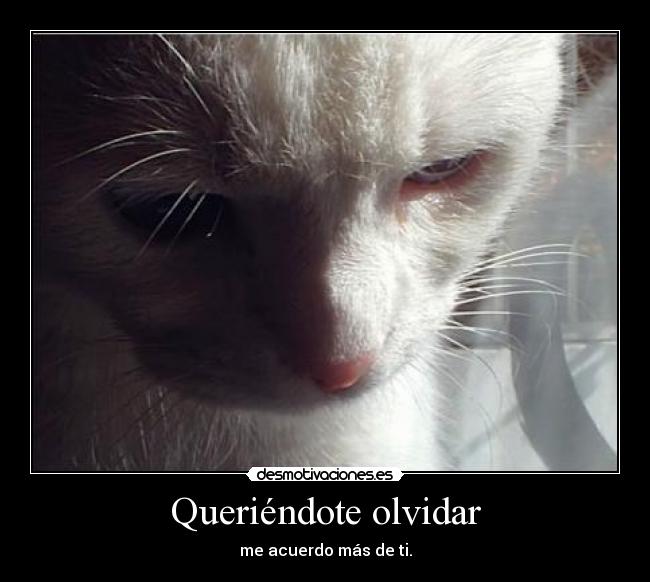 Queriéndote olvidar - me acuerdo más de ti.