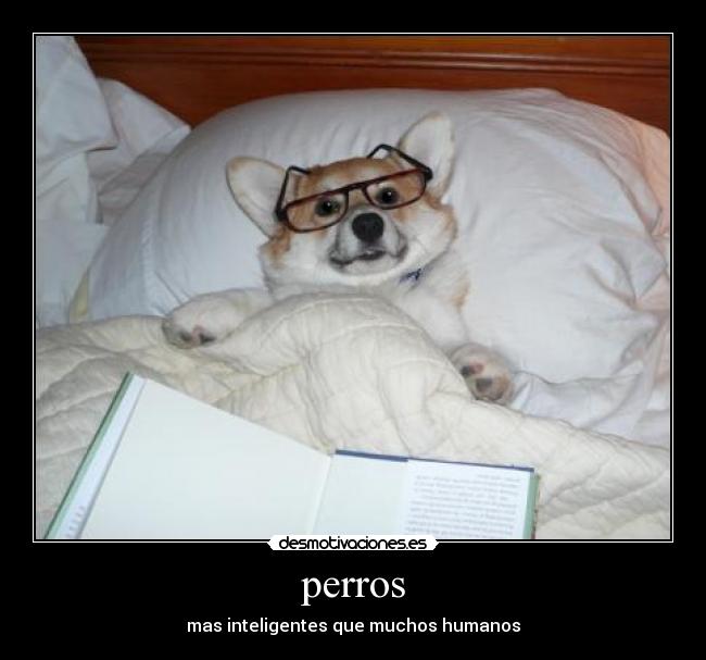 perros -