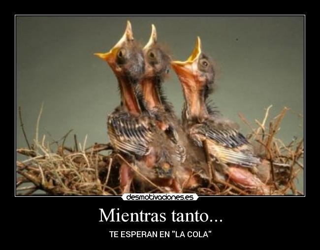 Mientras tanto... - TE ESPERAN EN LA COLA