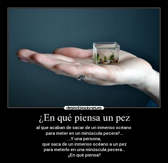 ¿En qué piensa un pez - al que acaban de sacar de un inmenso océano
para meter en un minúscula pecera?...
...Y una persona,
que saca de un inmenso océano a un pez
para meterlo en una minúscula pecera...
¿En qué piensa?