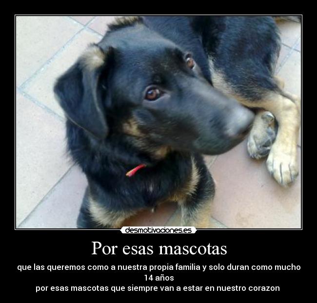 Por esas mascotas -