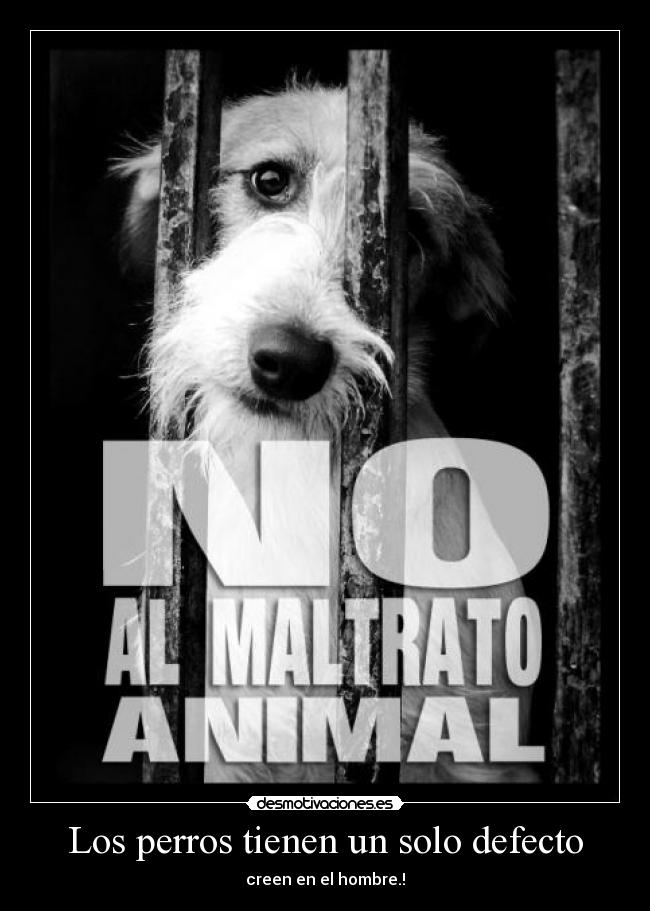 Los perros tienen un solo defecto - 