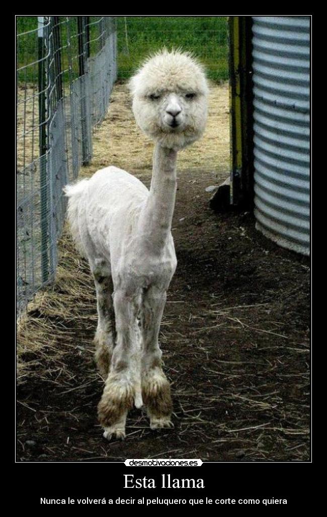 Esta llama - Nunca le volverá a decir al peluquero que le corte como quiera