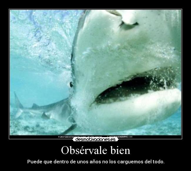 carteles tiburones desmotivaciones