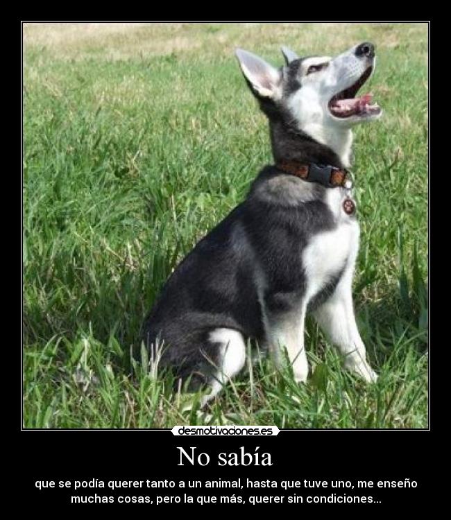 No sabía - que se podía querer tanto a un animal, hasta que tuve uno, me enseño
muchas cosas, pero la que más, querer sin condiciones...