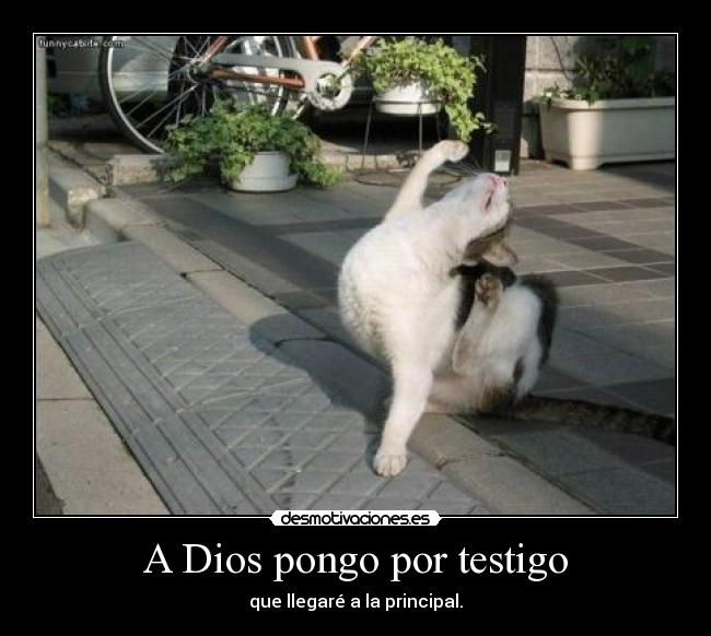 A Dios pongo por testigo -