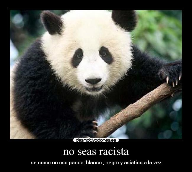 no seas racista - se como un oso panda: blanco , negro y asiatico a la vez