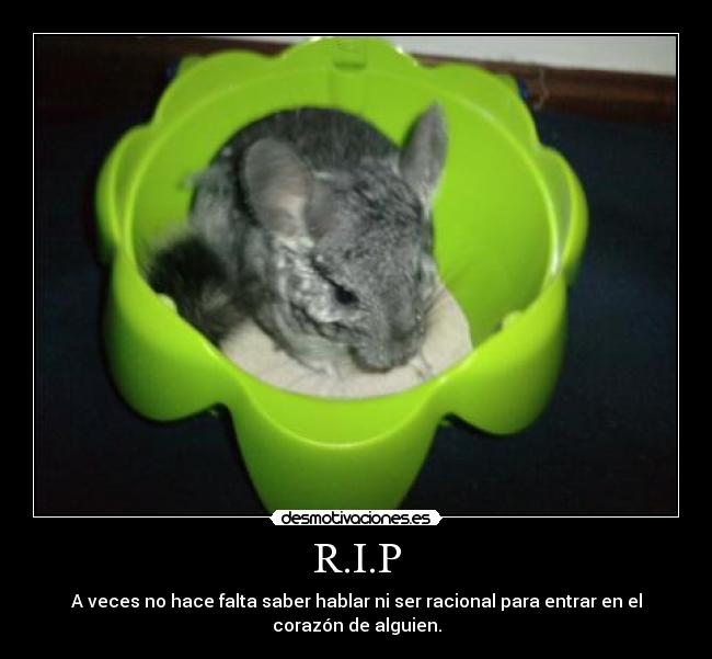 R.I.P - A veces no hace falta saber hablar ni ser racional para entrar en el
corazón de alguien.